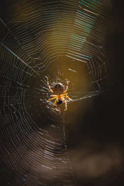 İnternette bir örümceğin makrografisi. Örümceğin merkezde olduğu ağın ince yapısını göster. Web detaylarına ve doğal ışığa odaklan
