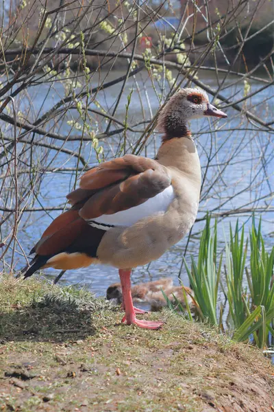 Mısırlı kaz, Alopochen aegyptiaca, İngiltere 'de bir gölün kenarında duruyor.. 