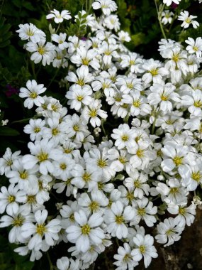 Cerastium tomentosum. Yazın kar. Fare kulaklı civciv. Beyaz çiçekler