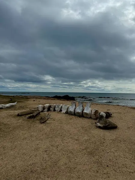 Kumlu bir sahilde balina omurgası, kasvetli bulutlar, Ytri Tunga, İzlanda