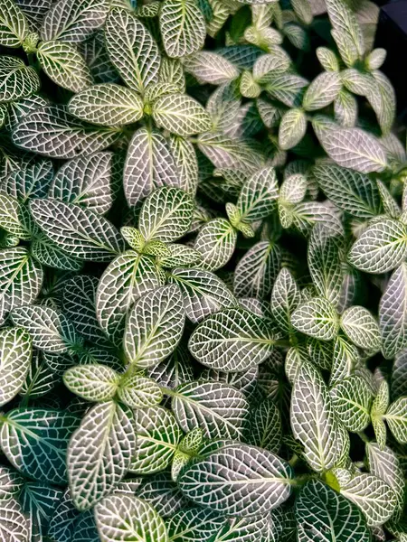 Fittonia albivenis, gümüş sinir fabrikası.