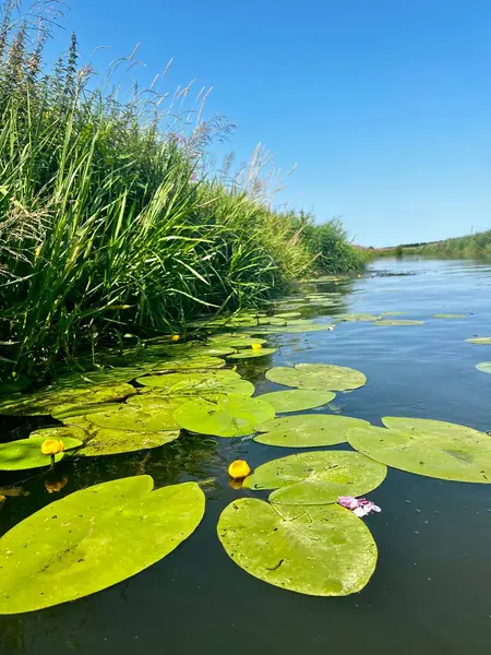 Nuphar lutea, sarı su nilüferleri sakin bir gölde