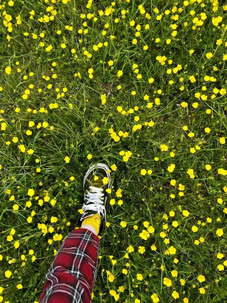 Sarı düğün çiçeği tarlasında yürüyorum. Ranunculus  