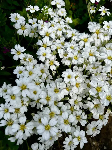 Cerastium tomentosum. Yazın kar. Fare kulaklı civciv. Beyaz çiçekler