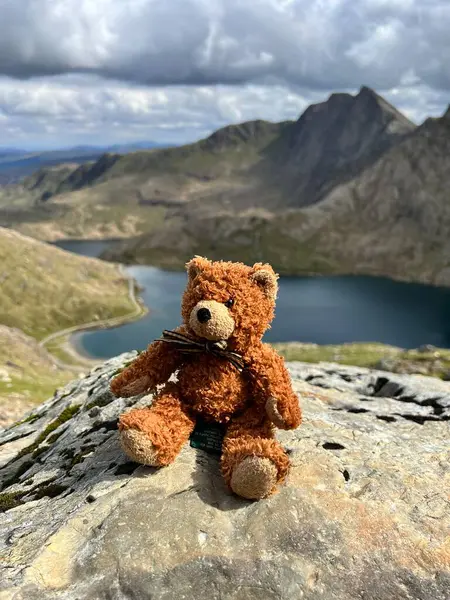 Kahverengi Teddy Snowdon Dağı 'na tırmanıyor, Yr Wyddfa, Galler, İngiltere.