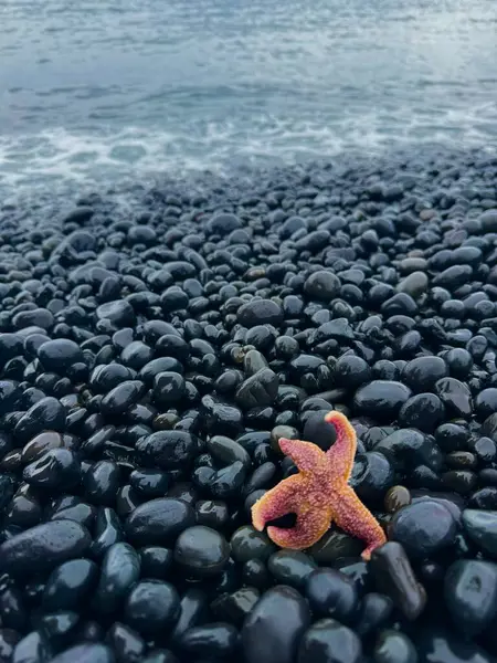 Parlak deniz yıldızı İzlanda 'daki kara çakıl taşı plajına zıt düşüyor. 