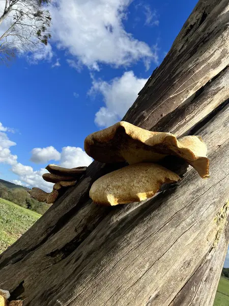 stock image Dryad's saddle bracket fungi mushroom