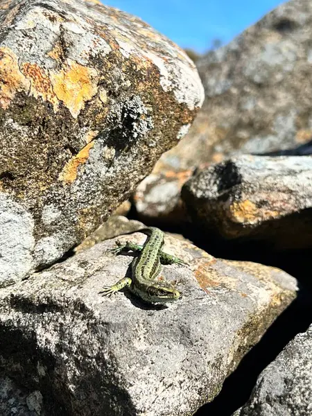 Galler, İngiltere 'de bir kayanın üzerinde oturan sevimli yeşil kertenkele.