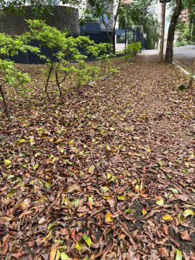 Kalın kahverengi ve sarı yapraklarla kaplı bir yolu gösteren sakin bir sahne. Çevredeki yeşillik biraz renk katarken, kentsel ortam sonbahara dönüşen bir çevreye işaret ediyor..