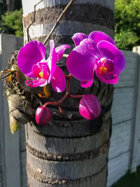 Sıcak pembe orkideler çiçek açmış, bir palmiye ağacının gövdesine yapışmış, yemyeşil bir bahçedeki ahşap bir çitin önünde..
