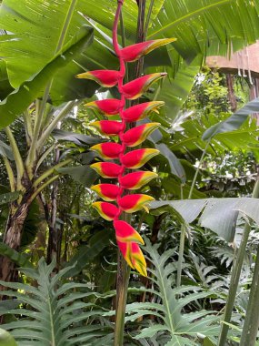 Zengin tropikal bir çevrede tropikal yeşil yapraklardan çıkan canlı kırmızı ve sarı braketleriyle bereketli bir Heliconia patlaması. Görüntü, tropikal bitki örtüsünün canlı güzelliğini yakalar. Yaşamı ifade etmek için mükemmeldir. 