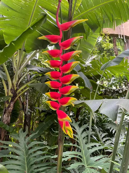 Zengin tropikal bir çevrede tropikal yeşil yapraklardan çıkan canlı kırmızı ve sarı braketleriyle bereketli bir Heliconia patlaması. Görüntü, tropikal bitki örtüsünün canlı güzelliğini yakalar. Yaşamı ifade etmek için mükemmeldir. 