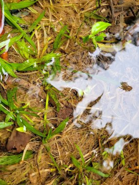 Çimenlere su damlası