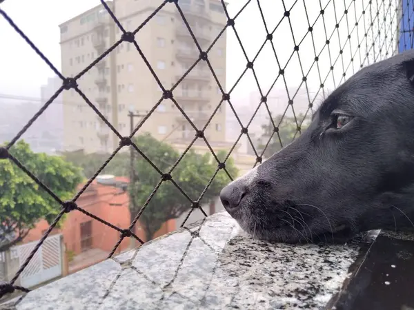 Uzun burunlu, siyah bir köpek. Kafası binanın penceresinde dinleniyor. 39 numaranın balkonunda, boş bir bakışla, yağmurlu bir günde şehri izliyor..