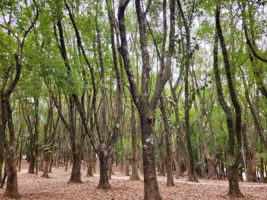 Kafası binanın penceresinde dinlenen uzun bir burnu olan siyah bir köpek; boş bir gözle bakan balkon, yağmurlu bir günde şehirde bir görünüm.