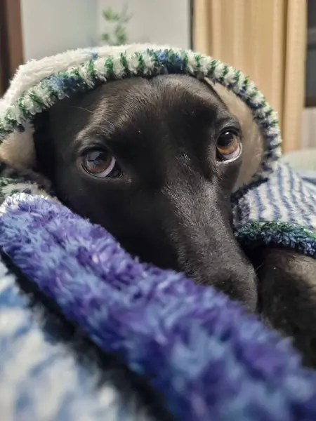 Kafası binanın penceresinde dinlenen uzun bir burnu olan siyah bir köpek; boş bir gözle bakan balkon, yağmurlu bir günde şehirde bir görünüm.