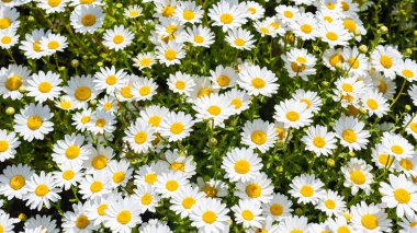 Güneş ışığı altında sarı mantarlı beyaz papatya kümesi, yakın çekim manzaralı.