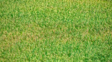 Yeşil pirinç tarlalarının arkaplan görüntüsü altın sarısı pirinç kulaklarıyla karışıyor.