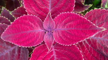 Coleus / Boyalı Nettle yapraklarının yakın çekim üst görüntüsü, sarı tırtıklı kenarlı parlak kırmızı.