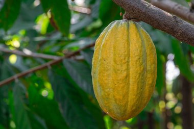 Yerel bir çiftlikteki kakao ağaçlarındaki sarı kakao kabukları.
