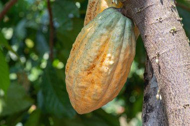 Yerel bir çiftlikteki kakao ağaçlarındaki sarı kakao kabukları.