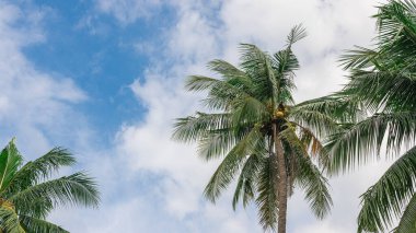 Arka planda mavi gökyüzü olan hindistan cevizi ağaçlarının serin manzarası.