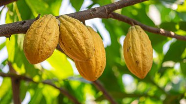 Yerel bir çiftlikteki kakao ağaçlarındaki sarı kakao kabukları.