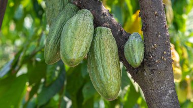Yerel bir çiftlikteki kakao ağaçlarındaki yeşil kakao kabukları.