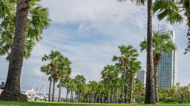 Palmiyeler, deniz kenarında bir bahçede gruplar halinde dikilir..