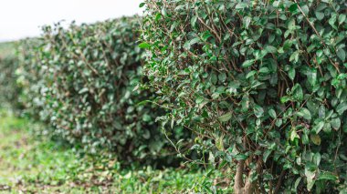 Çay ağaçları düzenli bir sırada dikilir. Yakın çekim görünümü.