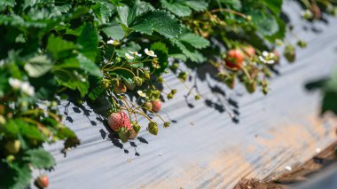 Genç çilekler fidanlıkta yetişiyor ve sallanıyor..