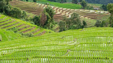 Pirinç teraslarının güzel manzarası, dağlık bölgelerde popülerdir..