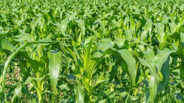 Tarlada yetişen genç yeşil mısır bitkileri