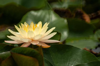 Göletteki sarı bir nilüfer çiçeğinin yakın görüntüsü