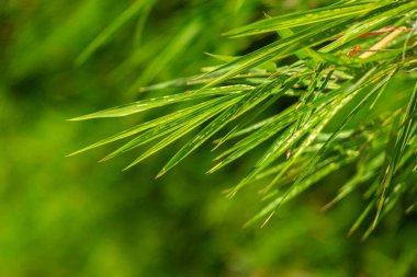 Yeşil arka planda bambu yaprakları