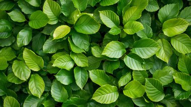 Taze yeşil kayın çiti, baharda yapraklar, yakın plan. Geçmişi. Fagus sylvatica