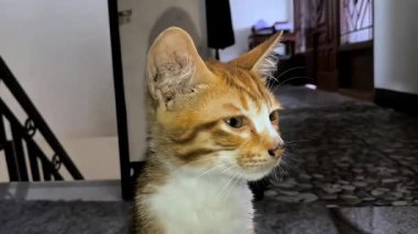 Evin içindeki kızıl saçlı kedinin portresini kapat.