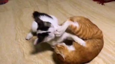 İki turuncu ve beyaz kedi yavrusu yerde kavga ediyorlar.