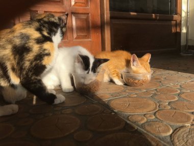 Sıcak Güneş Işığı Altında Yemek Yiyen Sevimli Kediler Grubu
