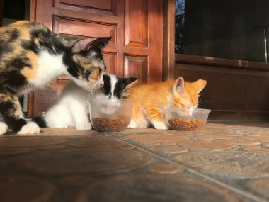 Sıcak Güneş Işığı Altında Yemek Yiyen Sevimli Kediler Grubu