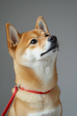 Bir köpek portresi Shiba u u.