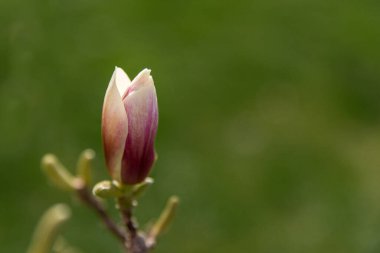 Magnolia çiçeği. Manolya tomurcukları. Yüksek kalite fotoğraf