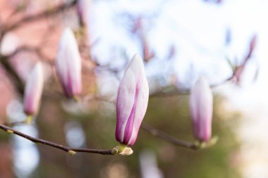 Magnolia çiçeği. Manolya tomurcukları. Yüksek kalite fotoğraf