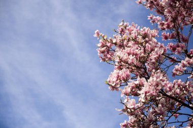 Magnolia çiçeği. Manolya tomurcukları. Yüksek kalite fotoğraf