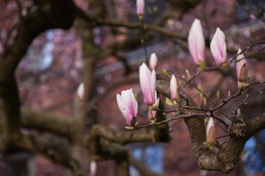 Magnolia çiçeği. Manolya tomurcukları. Yüksek kalite fotoğraf