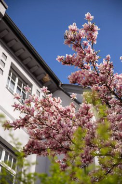 Magnolia çiçeği. Manolya tomurcukları. Yüksek kalite fotoğraf