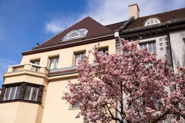 Magnolia çiçeği. Manolya tomurcukları. Yüksek kalite fotoğraf