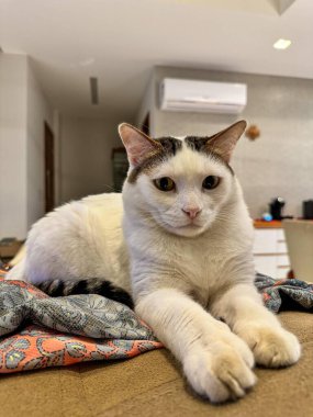 Beyaz kedi kanepede yalan 