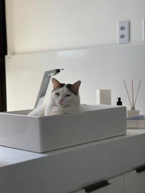 Görüntü, modern bir lavaboda dinlenen beyaz bir kediyi yakalıyor ve banyoyu bir huzur yuvasına çeviriyor. Meraklı bir bakışla, minimalist ortama cazibe ve samimiyet katar..