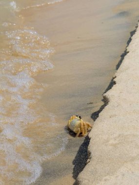 Korkusuz bir yengeç, yumuşak dalgaların kumla buluştuğu sahili keşfeder. Merakın ve doğal mucizenin özünü yakala..